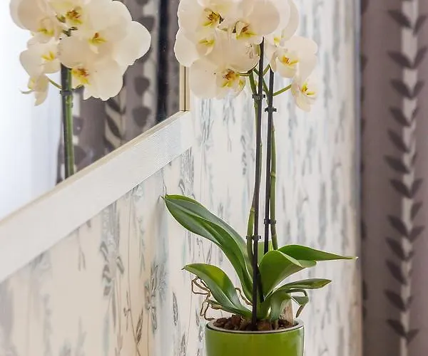 Apartmán Trifoiului *